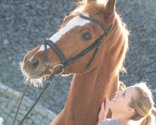 dressage horse Dactari (Hanoverian, 2003, from Dacaprio)