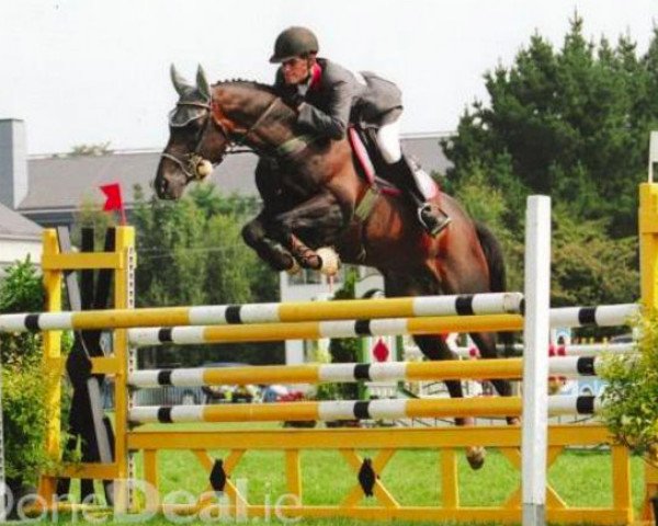 stallion Loughehoe Guy (Irish Sport Horse, 1992, from Regular Guy xx)