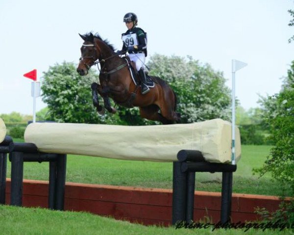 horse Ashmount Silva (Irish Sport Horse, 2007, from Loughehoe Guy)