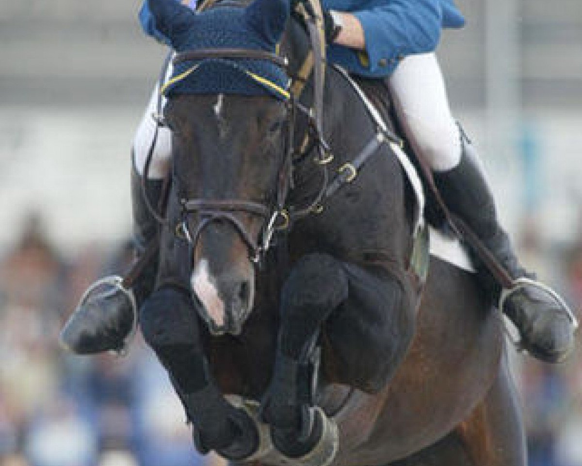 stallion Omar (Belgian Warmblood, 1991, from Darco)