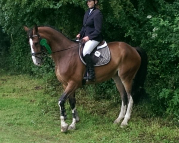 broodmare Carlotta 275 (Westphalian, 2010, from Coronas 2)