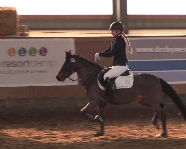 Reitturnier Damp-Dorotheental 2019