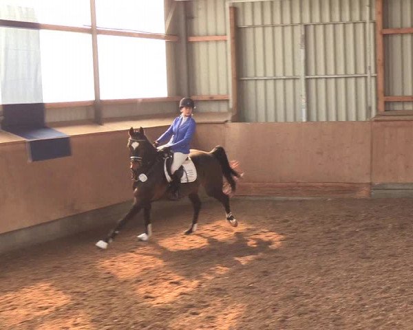 Reitturnier Damp-Dorotheental 2019