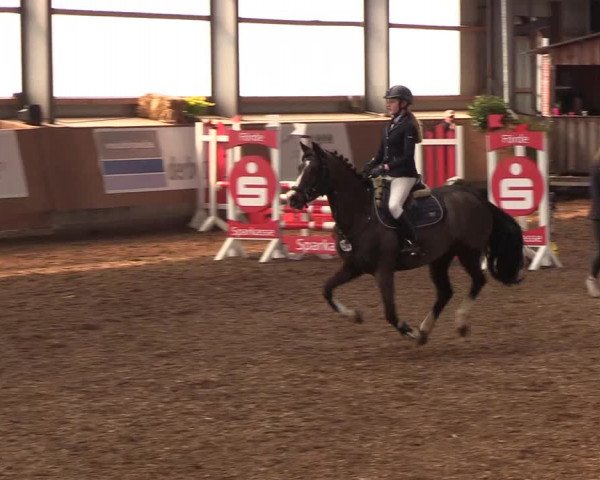 Reitturnier Damp-Dorotheental 2019