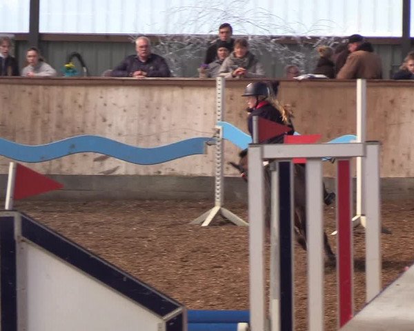Reitturnier Damp-Dorotheental 2019