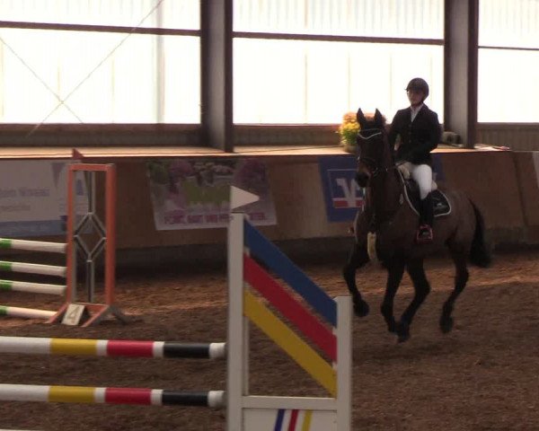 Reitturnier Damp-Dorotheental 2019
