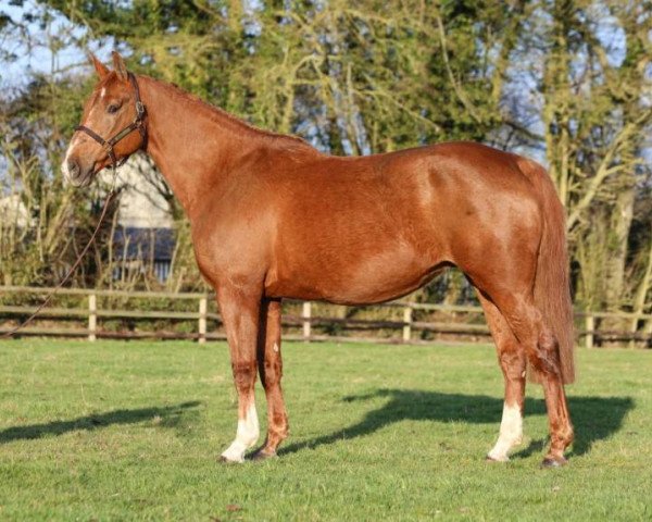 broodmare Princesse de Beaufour (Selle Français, 2003, from Diamant de Semilly)