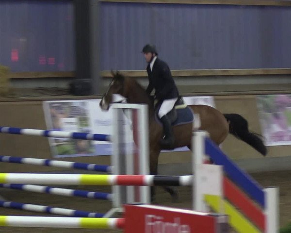 Reitturnier Damp-Dorotheental 2019