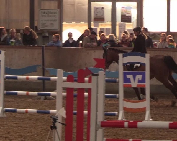Reitturnier Damp-Dorotheental 2019