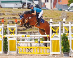 jumper Calle 50 (Holsteiner, 2007, from Cardenio)