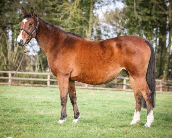 broodmare Pivoine du Reverdy (Selle Français, 2003, from Allegreto)