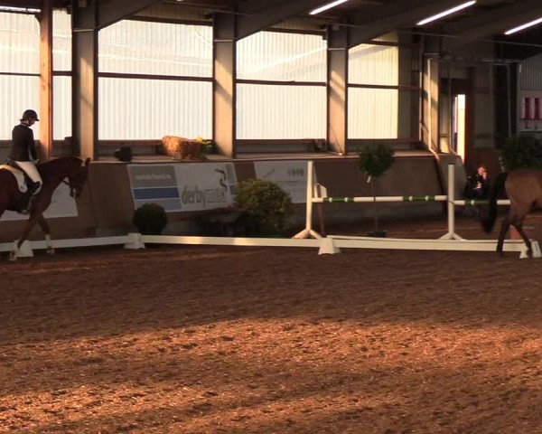 Reitturnier Damp-Dorotheental 2019