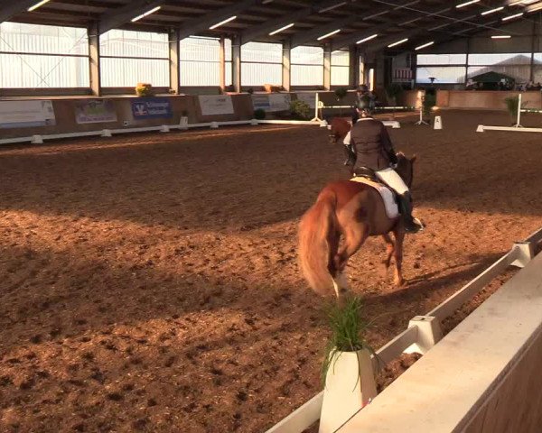 Reitturnier Damp-Dorotheental 2019