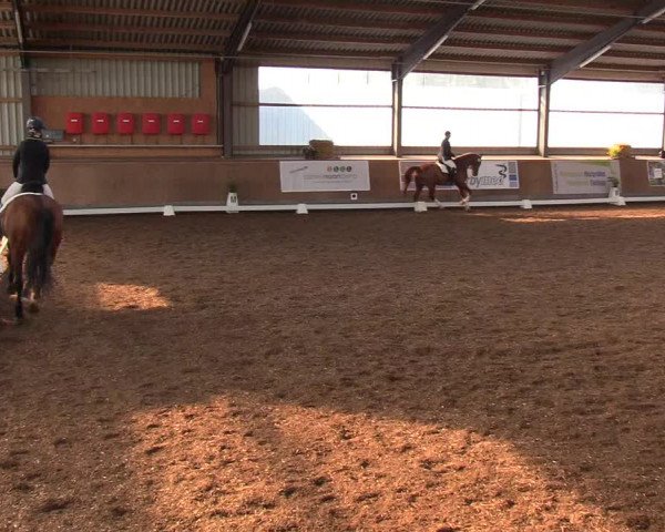 Reitturnier Damp-Dorotheental 2019