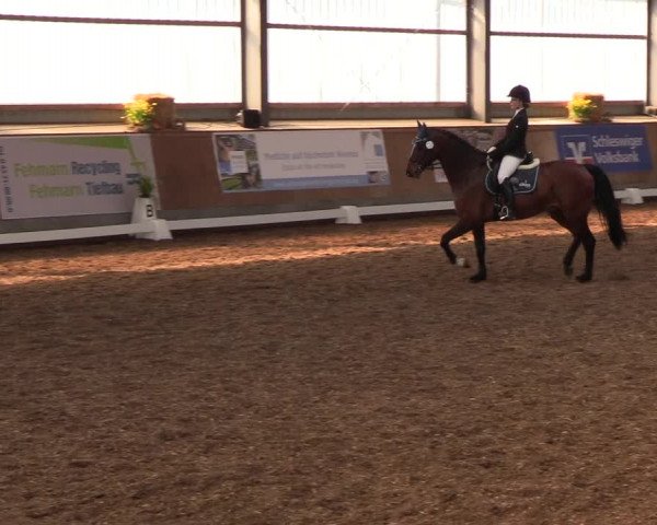Reitturnier Damp-Dorotheental 2019