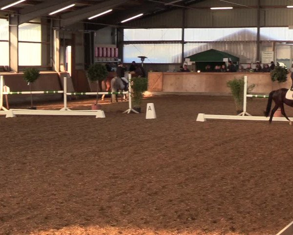 Reitturnier Damp-Dorotheental 2019