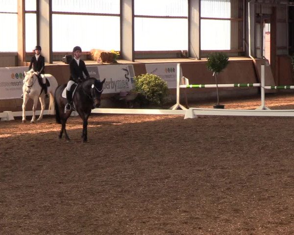 Reitturnier Damp-Dorotheental 2019