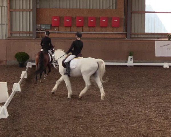Reitturnier Damp-Dorotheental 2019