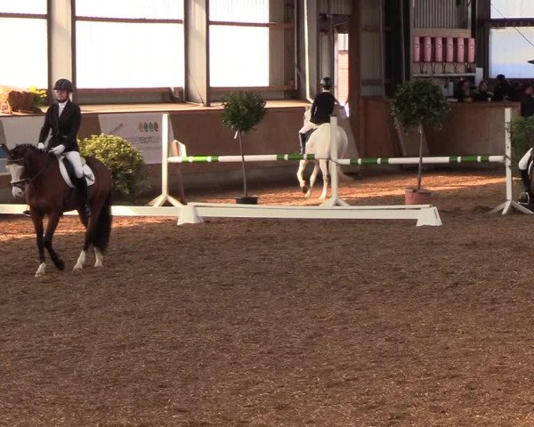 Reitturnier Damp-Dorotheental 2019