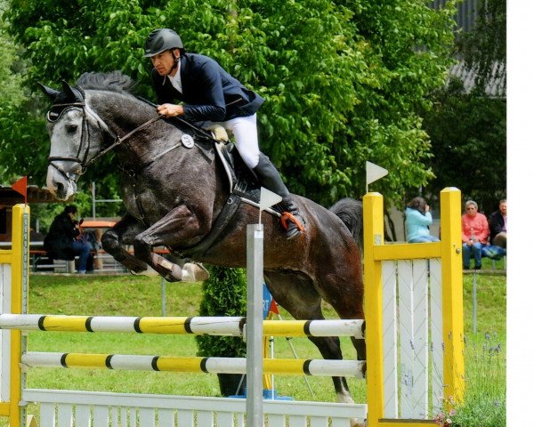 jumper Galopino (KWPN (Royal Dutch Sporthorse), 2008, from Gentleman)