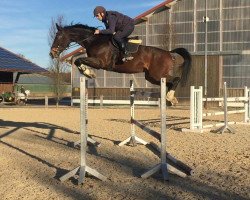 jumper Viper K (Polish Warmblood, 2007, from Vandamme)