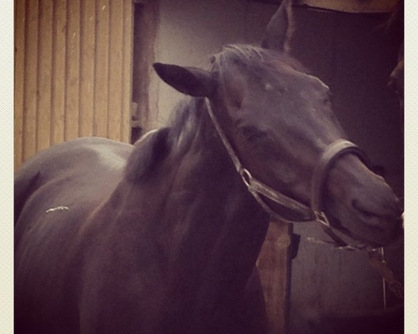 horse Vitalis xx (Thoroughbred, 2000, from Dashing Blade xx)