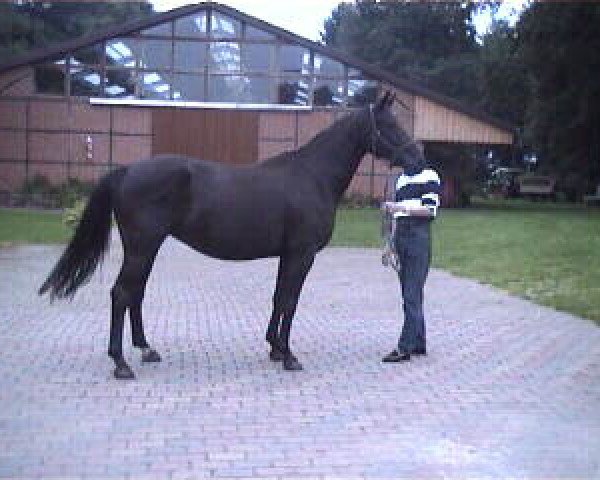 broodmare Deliah G (Oldenburg, 1996, from Rubinstein I)
