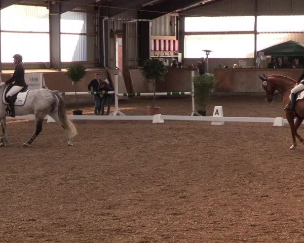 Reitturnier Damp-Dorotheental 2019