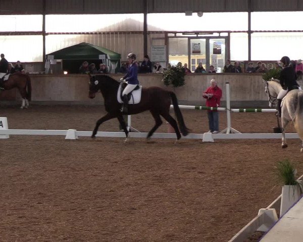 Reitturnier Damp-Dorotheental 2019