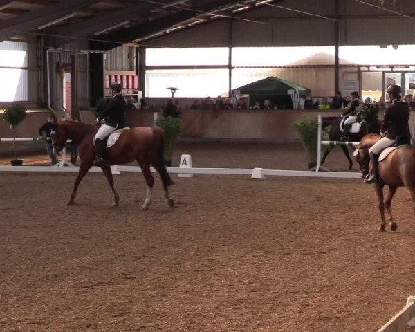 Reitturnier Damp-Dorotheental 2019