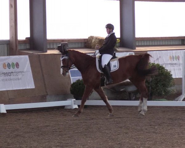 Reitturnier Damp-Dorotheental 2019