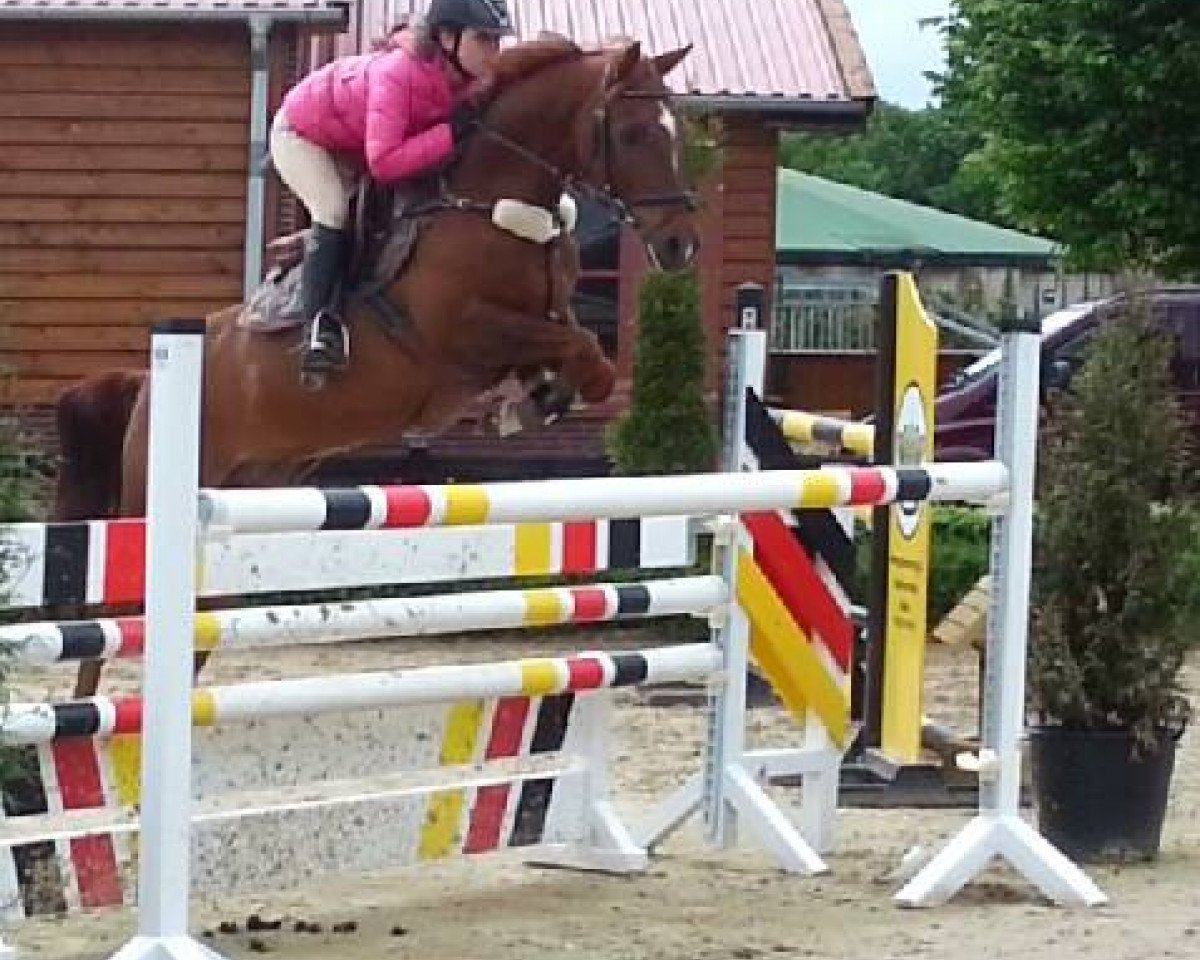 stallion Kinka's Boy (Nederlands Rijpaarden en Pony, 2001, from Kanshebber)