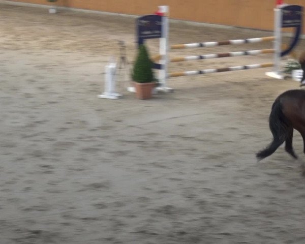 Reitturnier Xanten 2019