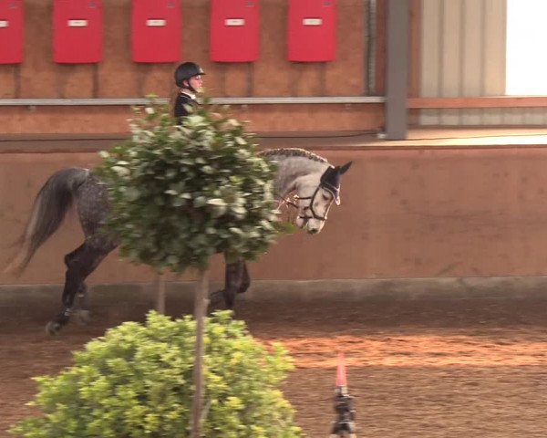 Reitturnier Damp-Dorotheental 2019