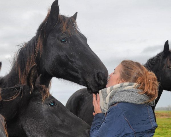 Pferd First Love (Hannoveraner, 2015, von Fürst Nymphenburg II)