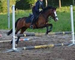 Dressurpferd Fenja (Deutsches Reitpony, 2002, von Fire)