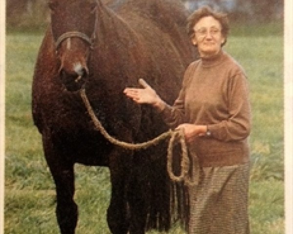 broodmare Opaline Platiere (Selle Français, 1980, from Quastor)