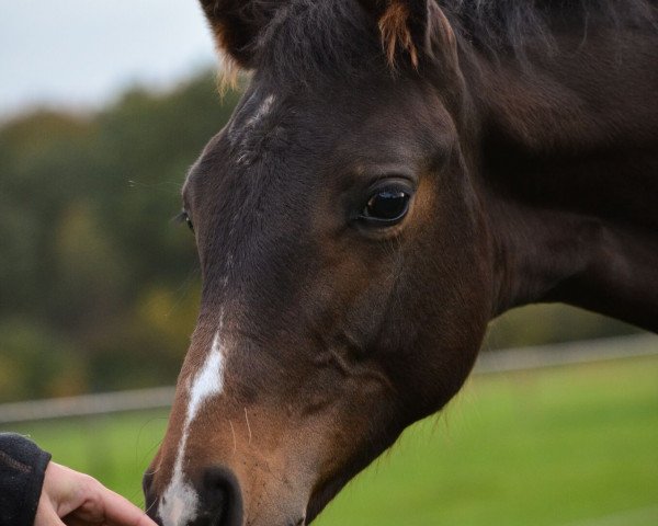 horse Falling in Love (Rhinelander, 2016, from Formel Eins 11)