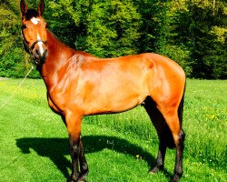 jumper Major One (Holsteiner, 2012, from Carrico)