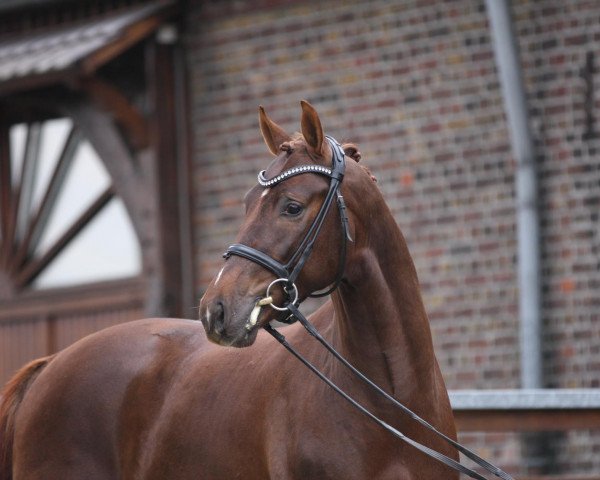 Deckhengst Vito Corleone S (Oldenburger, 2013, von Vivaldi)