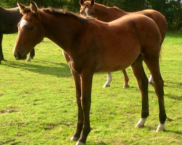 jumper Eddi (Oldenburg show jumper, 2013, from Catoki's Clever)