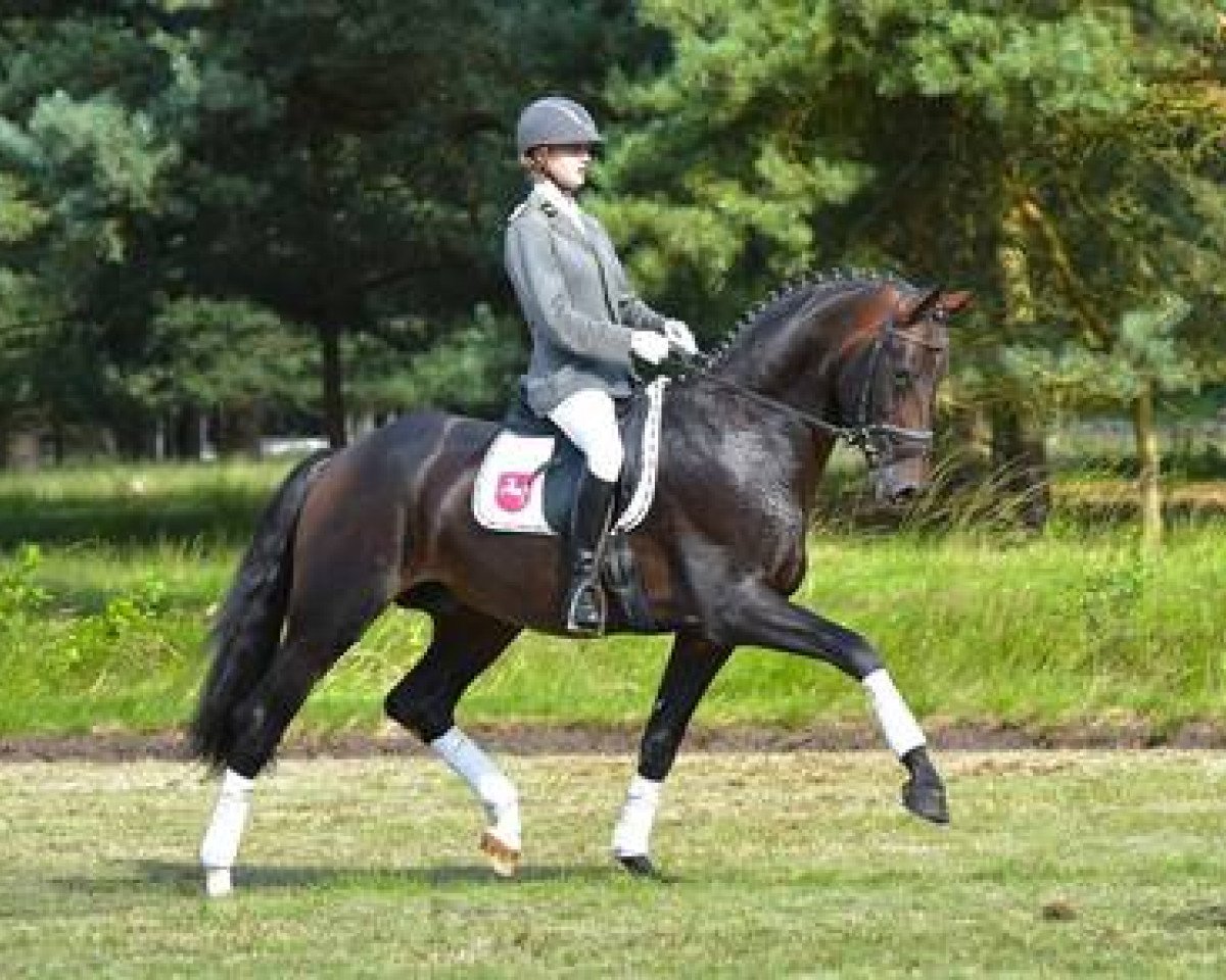 Deckhengst Buckingham (KWPN (Niederländisches Warmblut), 2011, von Bordeaux 28)