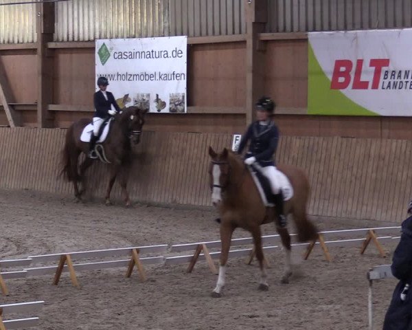 Reitturnier Lentzke - Reitanlage Krehl 2019