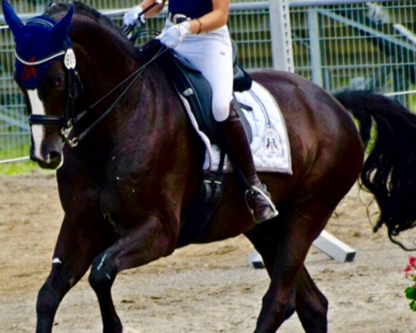 dressage horse Skyfall 4 (Hanoverian, 2009, from Sarkozy 3)