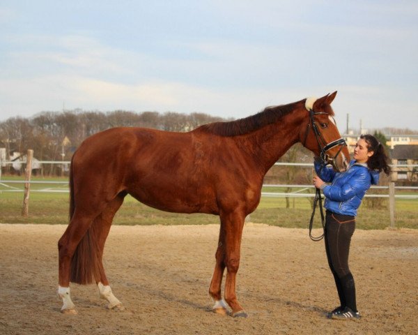 horse Desert Rose (Hanoverian, 2013, from Dubarry 41)