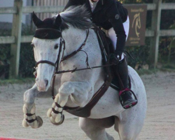jumper Spark Chatelier (Selle Français, 2006, from Modesto)