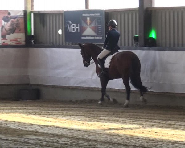 Reitturnier Lindlar-Süttenbach 2019