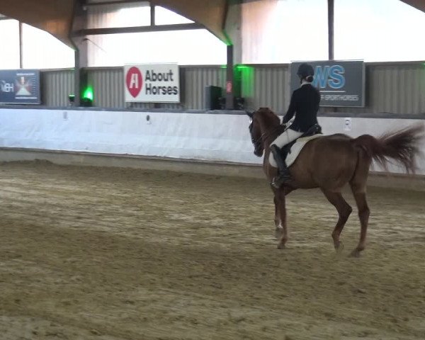 Reitturnier Lindlar-Süttenbach 2019