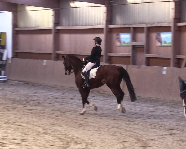 Reitturnier Lentzke - Reitanlage Krehl 2019