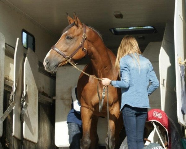 horse Quartz Platiere (Selle Français, 2004, from Quidam de Revel)